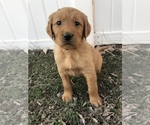 Small Photo #5 Golden Retriever Puppy For Sale in VESTA, MN, USA