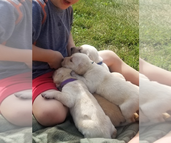Medium Photo #12 Labrador Retriever Puppy For Sale in JACKSON, MN, USA