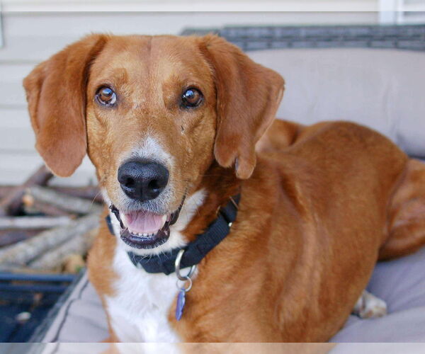 Medium Photo #4 Mutt Puppy For Sale in Mount Pleasant, SC, USA