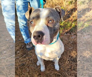 Mutt Dogs for adoption in Manahawkin, NJ, USA