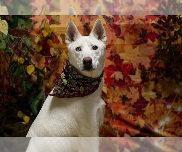 Medium Photo #2 Siberian Husky-Unknown Mix Puppy For Sale in Placerville, CA, USA