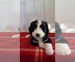 Small Photo #2 Bernedoodle Puppy For Sale in SPRINGFIELD, IL, USA