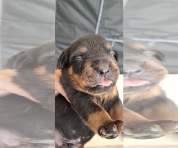 Medium Photo #2 Rottweiler Puppy For Sale in LAKELAND, FL, USA