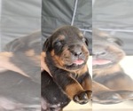 Small #1 Rottweiler