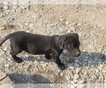 Small Labrador Retriever Mix