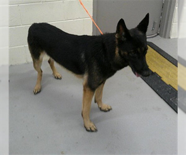 Medium Photo #1 German Shepherd Dog Puppy For Sale in Sanford, FL, USA