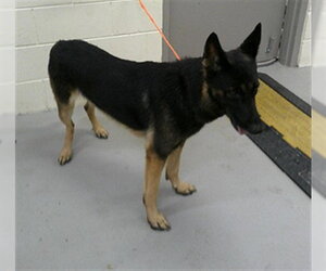 German Shepherd Dog Dogs for adoption in Sanford, FL, USA