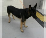 ACE - Male German Shepherd Dog Dog for Adoption - Small photo