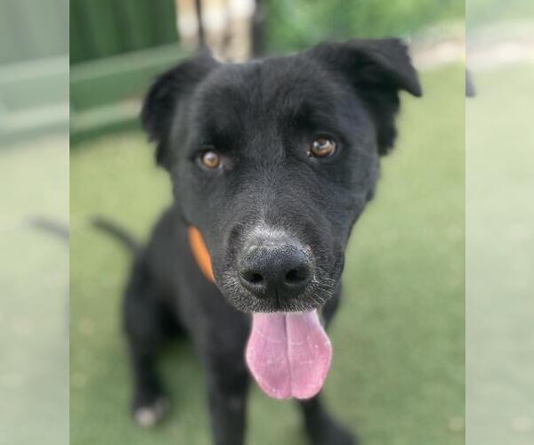 Medium Photo #3 Border Collie-Unknown Mix Puppy For Sale in Woodland, CA, USA