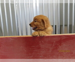 Small #2 Golden Retriever