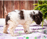 Small Photo #14 Cocker Spaniel Puppy For Sale in WAKARUSA, IN, USA