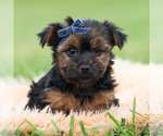 Puppy Bugatti AKC Yorkshire Terrier