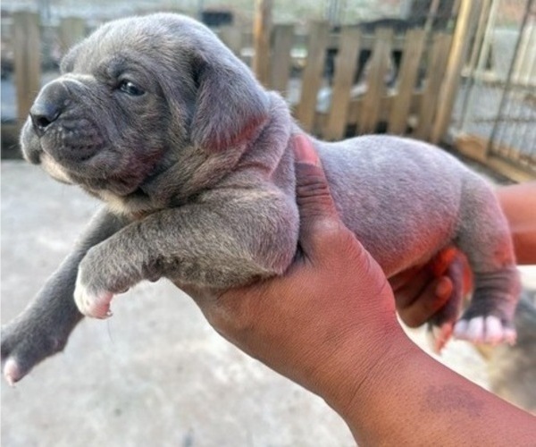 Medium Photo #3 Cane Corso Puppy For Sale in SENOIA, GA, USA