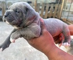 Small #2 Cane Corso