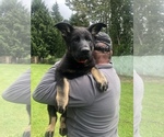 Small Photo #2 German Shepherd Dog Puppy For Sale in BOTHELL, WA, USA