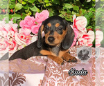 Small Photo #5 Dachshund Puppy For Sale in MIAMI, FL, USA