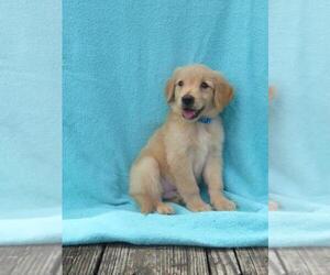 Golden Retriever Puppy for sale in SHILOH, OH, USA