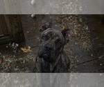 Small Photo #2 Boxer-Cane Corso Mix Puppy For Sale in NEVADA, MO, USA