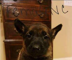 Dutch Shepherd Dog-German Shepherd Dog Mix Puppy for sale in SPRING HILL, TN, USA