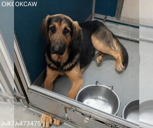 Black and Tan Coonhound-Unknown Mix Dogs for adoption in Oklahoma City, OK, USA