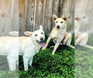 Golden Retriever-white german shepherd Mix Dogs for adoption in columbia, SC, USA