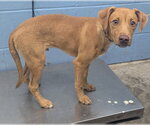 Small #2 Mutt