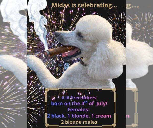 Medium Photo #6 Poodle (Standard) Puppy For Sale in WINCHESTER, TN, USA