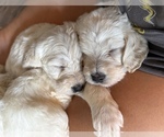 Small #1 Labradoodle