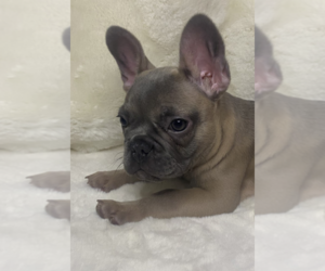 French Bulldog Puppy for sale in MIAMI, FL, USA