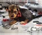 Small Photo #5 Yorkshire Terrier Puppy For Sale in AKRON, OH, USA