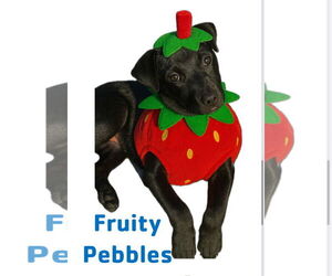 Labrador Retriever-Unknown Mix Dogs for adoption in Garner, NC, USA