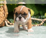 Small #5 English Bulldog