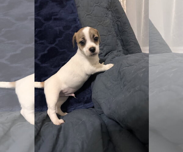 Medium Photo #3 Jack Russell Terrier-Unknown Mix Puppy For Sale in Ball Ground, GA, USA