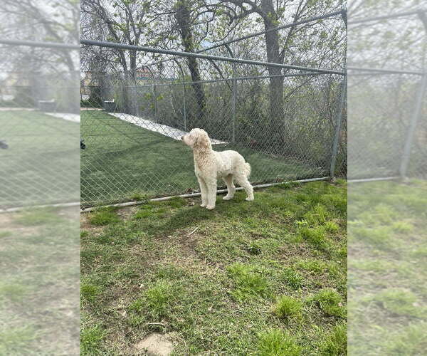 Medium Photo #1 Goldendoodle Puppy For Sale in KATY, TX, USA