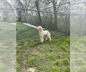 Goldendoodle Litter for sale in KATY, TX, USA