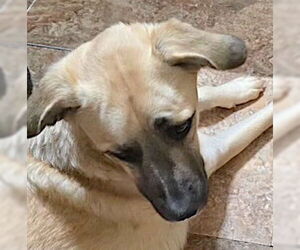 Sheba - Female Anatolian Pyrenees Dog for Adoption - Photo #3