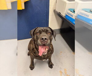 Mutt Dogs for adoption in Peoria, IL, USA