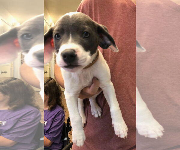 Medium Photo #2 American Pit Bull Terrier-Labrador Retriever Mix Puppy For Sale in Amarillo, TX, USA