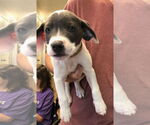 Small #1 American Pit Bull Terrier-Labrador Retriever Mix