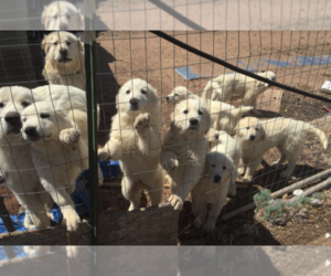Great Pyrenees Puppy for sale in CALHAN, CO, USA