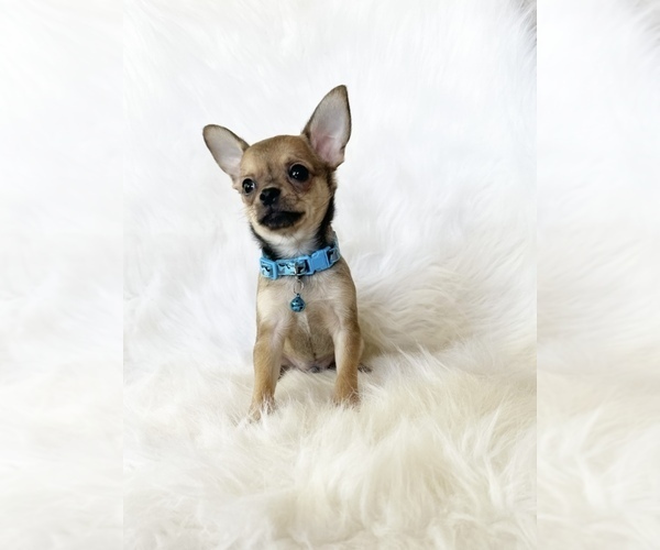 Medium Photo #7 Chihuahua Puppy For Sale in SACRAMENTO, CA, USA