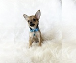 Small #6 Chihuahua