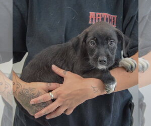 Carlie - Female Mutt Dog for Adoption - Photo #2