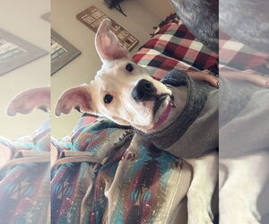 Mutt Dogs for adoption in Glen Haven, WI, USA