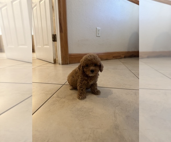 Medium Photo #1 Poodle (Toy) Puppy For Sale in TAMPA, FL, USA