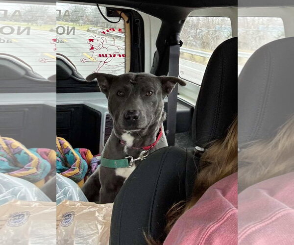 Medium Photo #28 American Pit Bull Terrier-Labrador Retriever Mix Puppy For Sale in Germantown, OH, USA