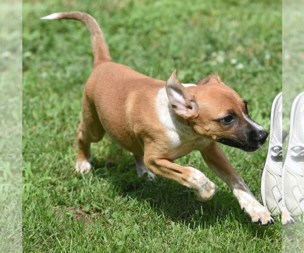 Medium Photo #5 Mutt Puppy For Sale in Mechanicsburg, PA, USA
