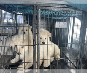 Samoyed Puppy for sale in SAN BERNARDINO, CA, USA