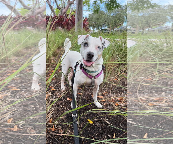 Medium Photo #2 Jack Russell Terrier-Unknown Mix Puppy For Sale in Pompano Beach , FL, USA