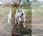 Small #1 Jack Russell Terrier Mix